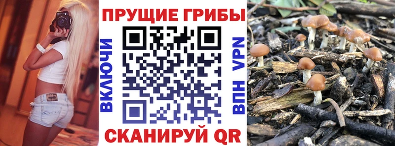 Галлюциногенные грибы Psilocybine cubensis  купить  сайты  Ленинск 
